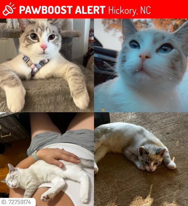 Lost Male Cat last seen Sweetwater road near McDonald parkway , Hickory, NC 28602