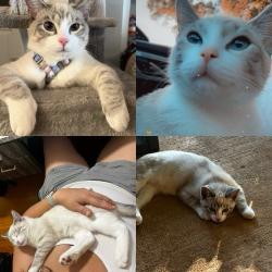 Lost Male Cat last seen Sweetwater road near McDonald parkway , Hickory, NC 28602