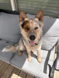 Found/Stray Male Dog last seen Marion Samson Park, Fort Worth, TX 76114