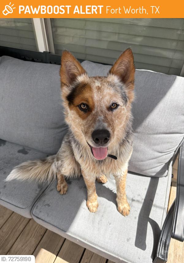 Found/Stray Male Dog last seen Marion Samson Park, Fort Worth, TX 76114