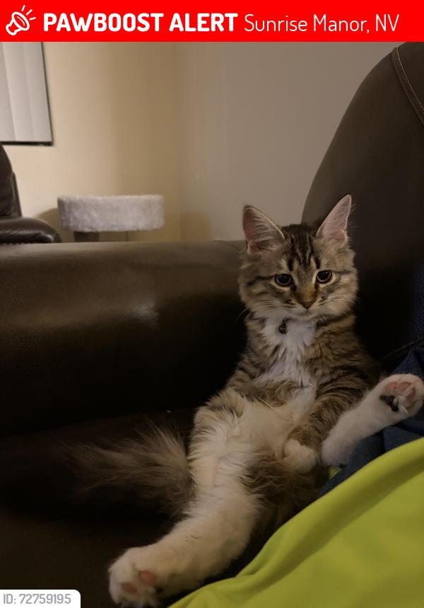 Lost Female Cat last seen Tree line and Sahara , Sunrise Manor, NV 89142