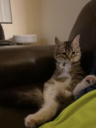 Lost Female Cat last seen Tree line and Sahara , Sunrise Manor, NV 89142