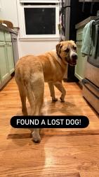 Found/Stray Male Dog last seen Near Bell Road, Nashville, TN 37217, Nashville, TN 37217