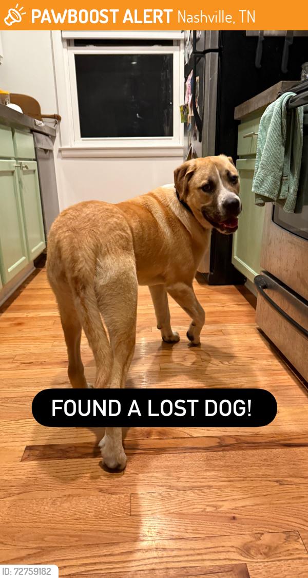 Found/Stray Male Dog last seen Near Bell Road, Nashville, TN 37217, Nashville, TN 37217