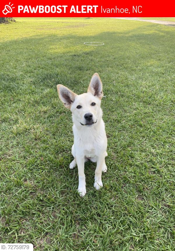 Lost Female Dog last seen By this address , Ivanhoe, NC 28447