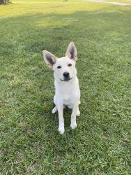 Lost Female Dog last seen By this address , Ivanhoe, NC 28447