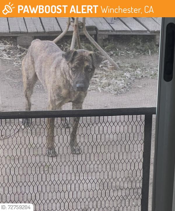 Found/Stray Unknown Dog last seen Domenigoni, Winchester, CA 92596