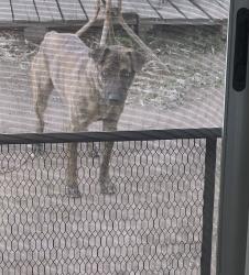 Found/Stray Unknown Dog last seen Domenigoni, Winchester, CA 92596