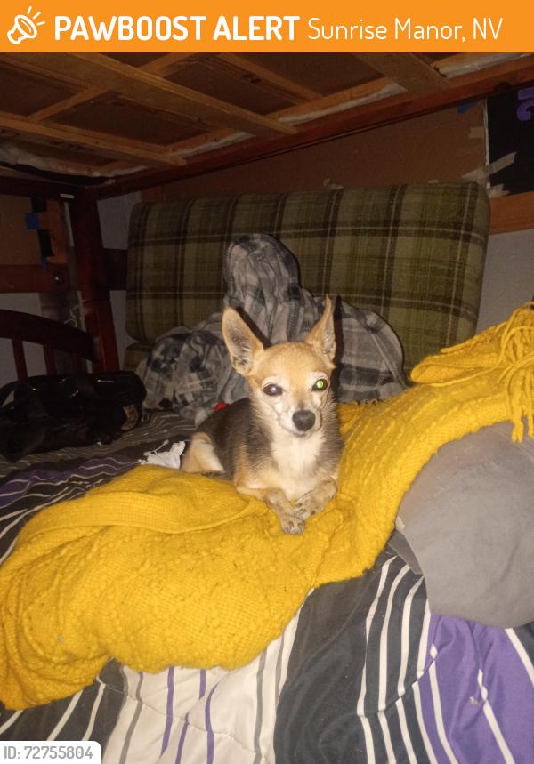 Found/Stray Female Dog last seen Nellis and harris, Sunrise Manor, NV 89110