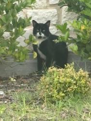 Found/Stray Unknown Cat last seen Waters Edge Ct & Big Pine, Denton, TX 76208