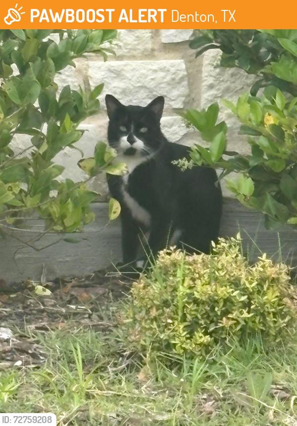 Found/Stray Unknown Cat last seen Waters Edge Ct & Big Pine, Denton, TX 76208