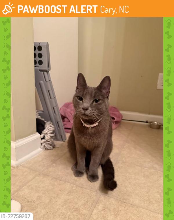 Found/Stray Female Cat last seen Near Dove Cottage Lane in Cary, Cary, NC 27519