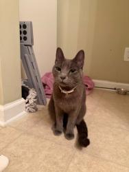 Found/Stray Female Cat last seen Near Dove Cottage Lane in Cary, Cary, NC 27519