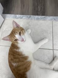 Found/Stray Male Cat last seen Westford circle, Vero Beach, FL 32968