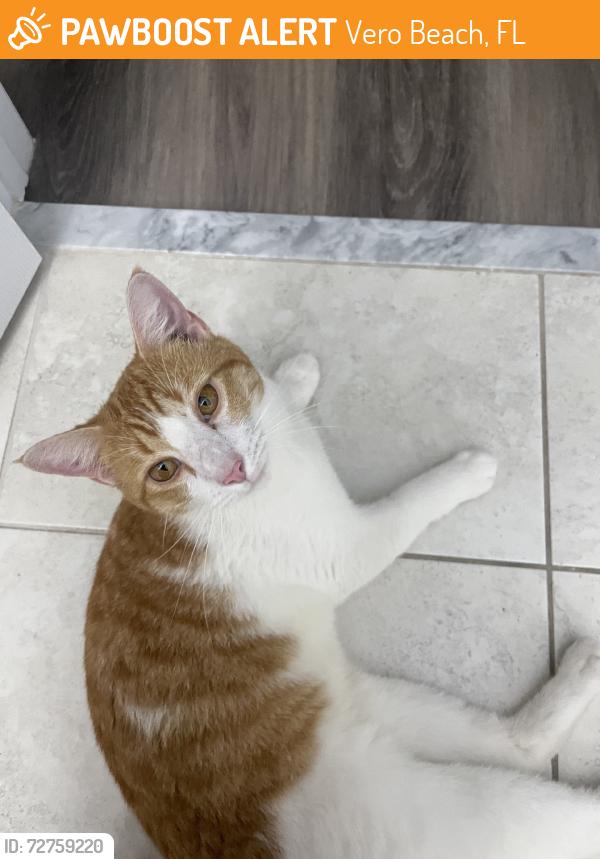Found/Stray Male Cat last seen Westford circle, Vero Beach, FL 32968