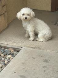 Found/Stray Unknown Dog last seen Hosking Ave & Stine Rd, Bakersfield, CA 93313