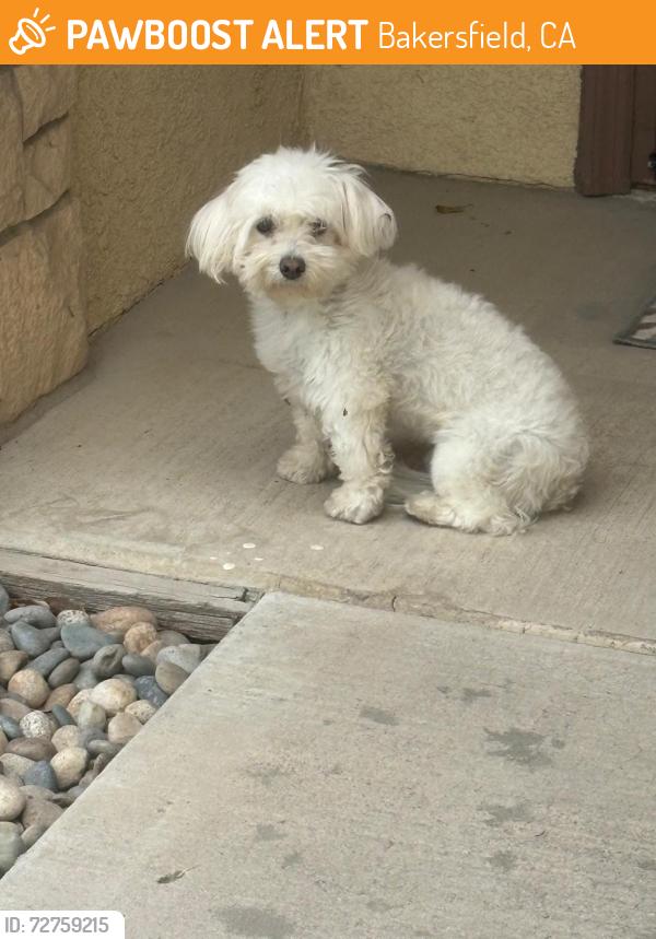 Found/Stray Unknown Dog last seen Hosking Ave & Stine Rd, Bakersfield, CA 93313