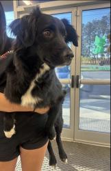 Found/Stray Female Dog last seen near belmont mansion, Reidsville, NC 27320