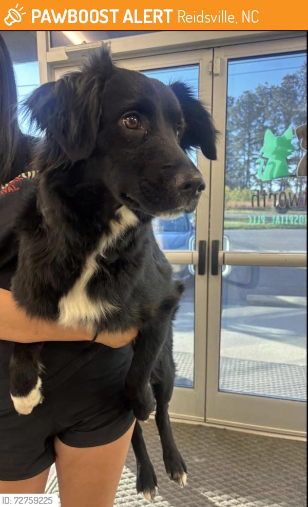 Found/Stray Female Dog last seen near belmont mansion, Reidsville, NC 27320