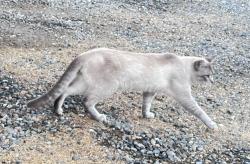 Found/Stray Male Cat last seen Ethan Way and Hurley, Sacramento, CA 95815
