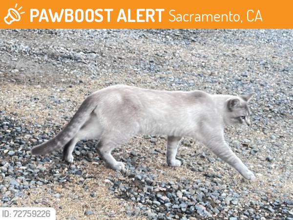 Found/Stray Male Cat last seen Ethan Way and Hurley, Sacramento, CA 95815
