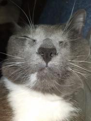Lost Male Cat last seen Around stanton & indianola, Columbus, OH 43214