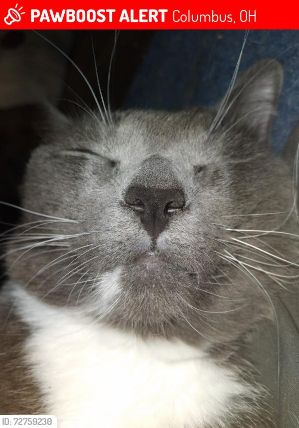 Lost Male Cat last seen Around stanton & indianola, Columbus, OH 43214