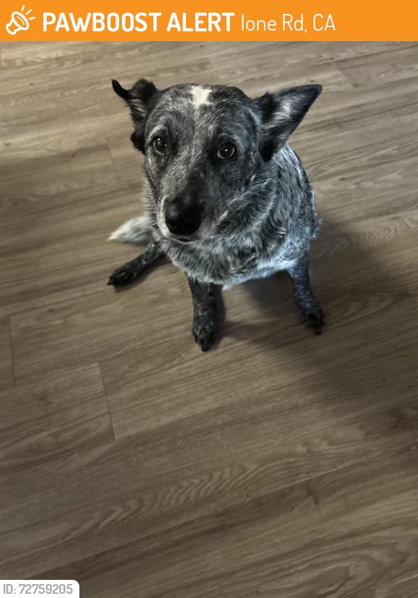 Found/Stray Female Dog last seen About 3-4 miles off Jackson Rd. , Ione Rd, CA 95683