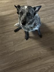 Found/Stray Female Dog last seen About 3-4 miles off Jackson Rd. , Ione Rd, CA 95683