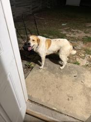 Found/Stray Male Dog last seen Sand piper and 35, San Antonio, TX 78233