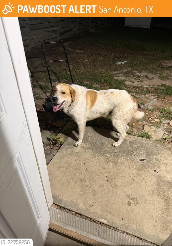 Found/Stray Male Dog last seen Sand piper and 35, San Antonio, TX 78233