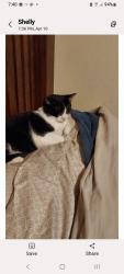 Lost Female Cat last seen Floral, Chico, CA 95973