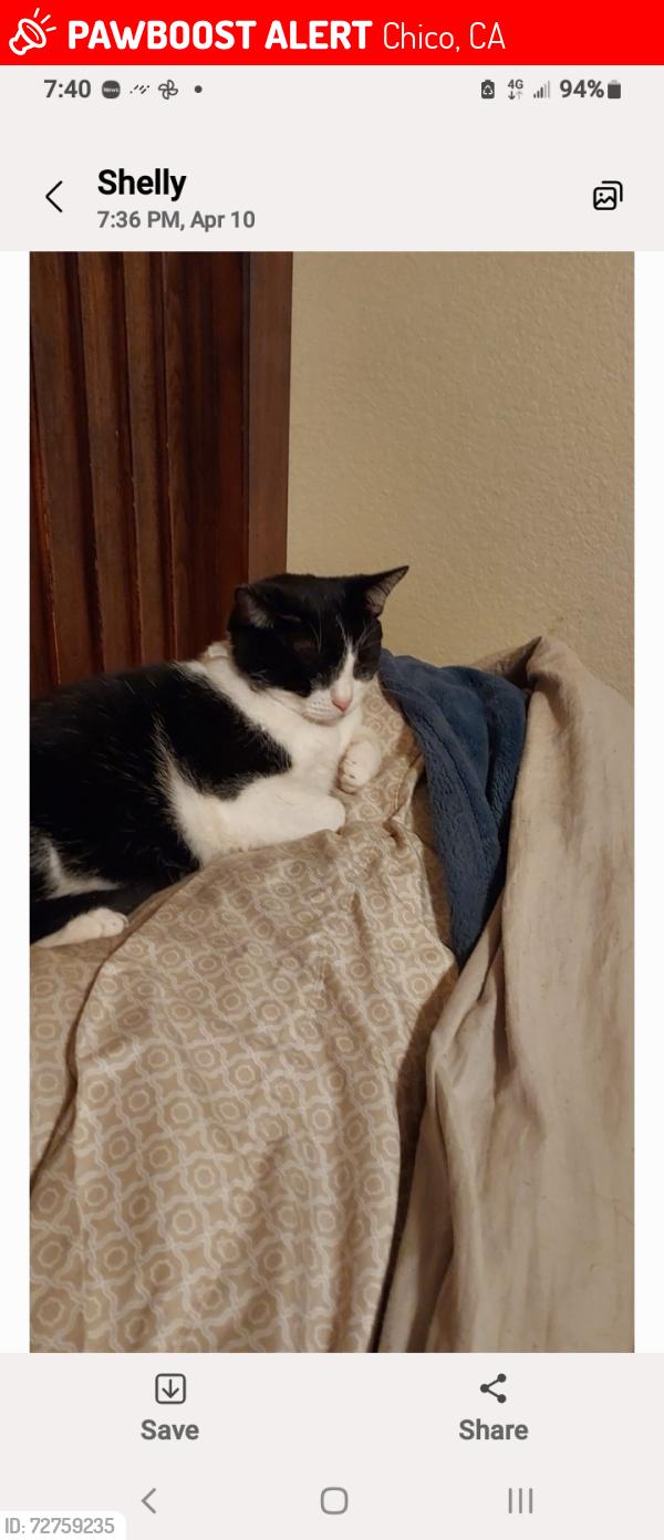 Lost Female Cat last seen Floral, Chico, CA 95973
