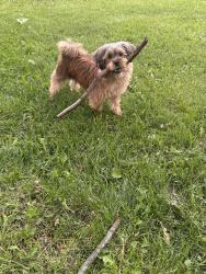 Lost Male Dog last seen Stark hampton, Milwaukee, WI 53209