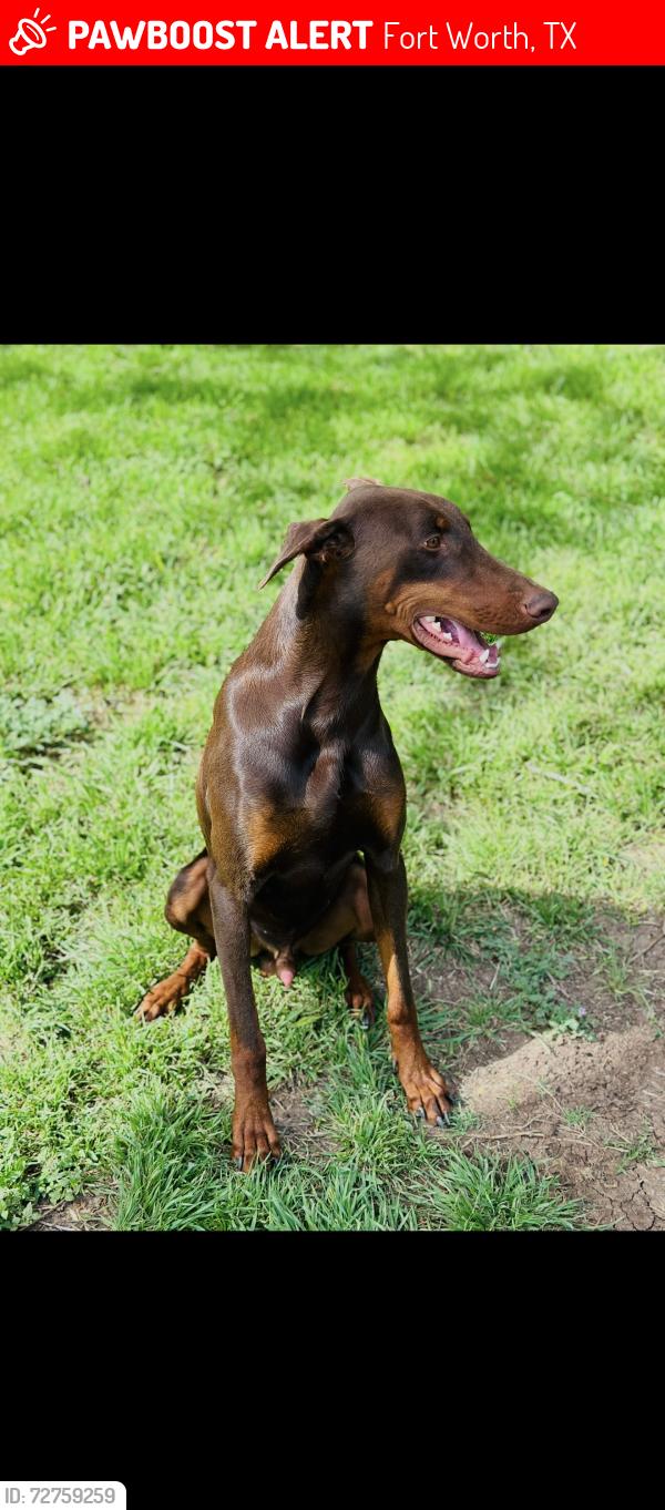 Lost Male Dog last seen Sunshine dr, Fort Worth, TX 76102