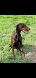 Lost Male Dog last seen Sunshine dr, Fort Worth, TX 76102
