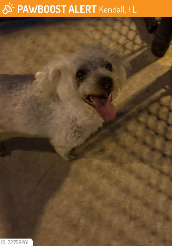 Found/Stray Unknown Dog last seen Kendall square , Kendall, FL 33176