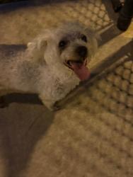 Found/Stray Unknown Dog last seen Kendall square , Kendall, FL 33176