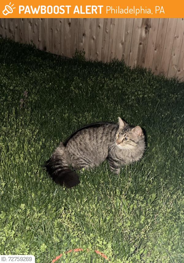 Found/Stray Unknown Cat last seen 19th and Brown, Philadelphia, PA 19130