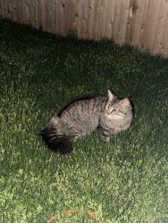 Found/Stray Unknown Cat last seen 19th and Brown, Philadelphia, PA 19130