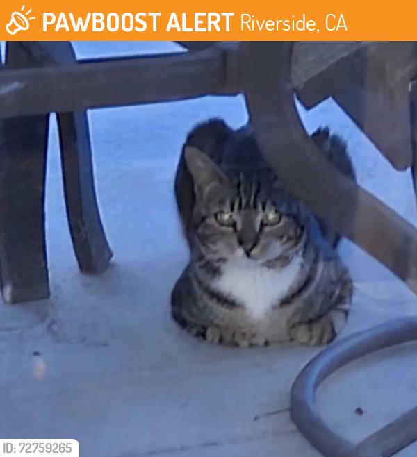 Found/Stray Unknown Cat last seen lincoln and van buren, Riverside, CA 92503