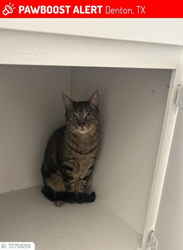 Lost Female Cat last seen Waters Edge Ct, Denton 76208, Denton, TX 76208