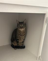 Lost Female Cat last seen Waters Edge Ct, Denton 76208, Denton, TX 76208