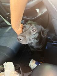 Found/Stray Male Dog last seen W Lumsden Rd & Heather Lakes Blvd , Brandon, FL 33511