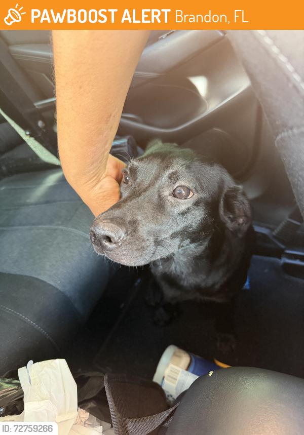 Found/Stray Male Dog last seen W Lumsden Rd & Heather Lakes Blvd , Brandon, FL 33511