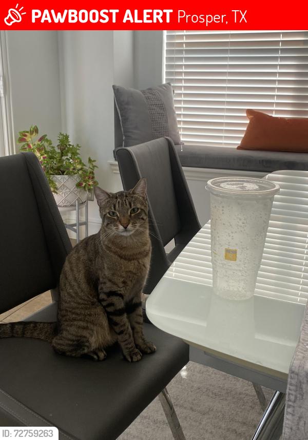 Lost Male Cat last seen Near Chapel Hill Dr , Prosper, TX 75078