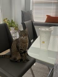 Lost Male Cat last seen Near Chapel Hill Dr , Prosper, TX 75078