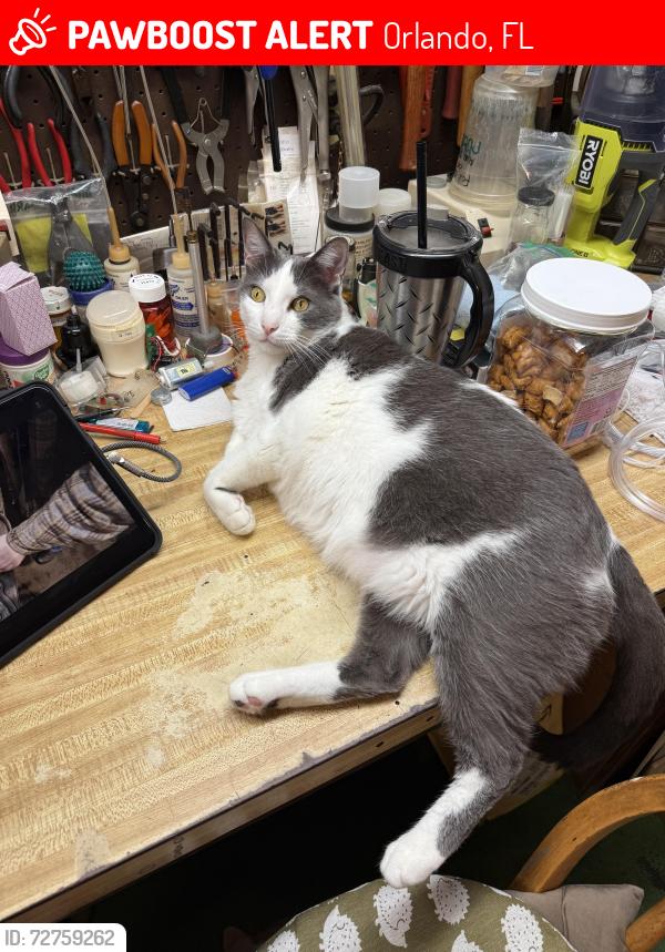 Lost Male Cat last seen Lake Underhill and Madeira Ave, Orlando, FL 32825