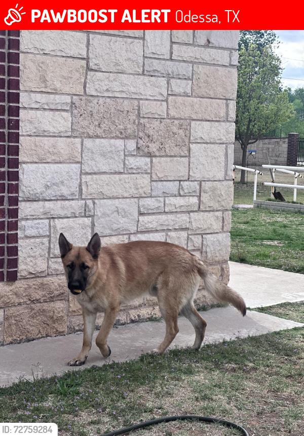 Lost Male Dog last seen Near Kentucky ave, Odessa, TX 79764