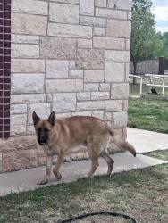 Lost Male Dog last seen Near Kentucky ave, Odessa, TX 79764